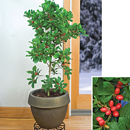 Miracle Fruit Plant (Synsepalum dulcificum)