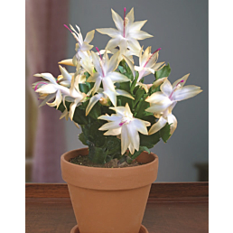 Christmas Cactus ‘Limelight Dancer’ (Schlumbergera hybrid)