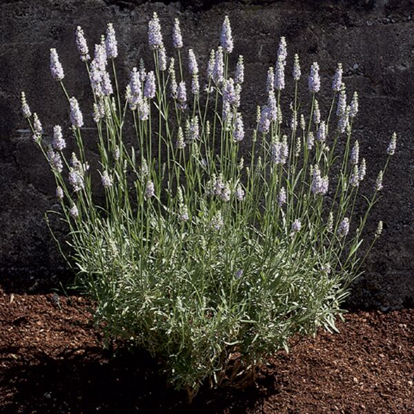 Lavender Plants for Sale