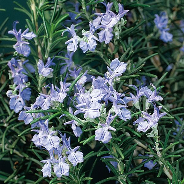 Rosemary Plant ‘Logee Blue‘ for Sale