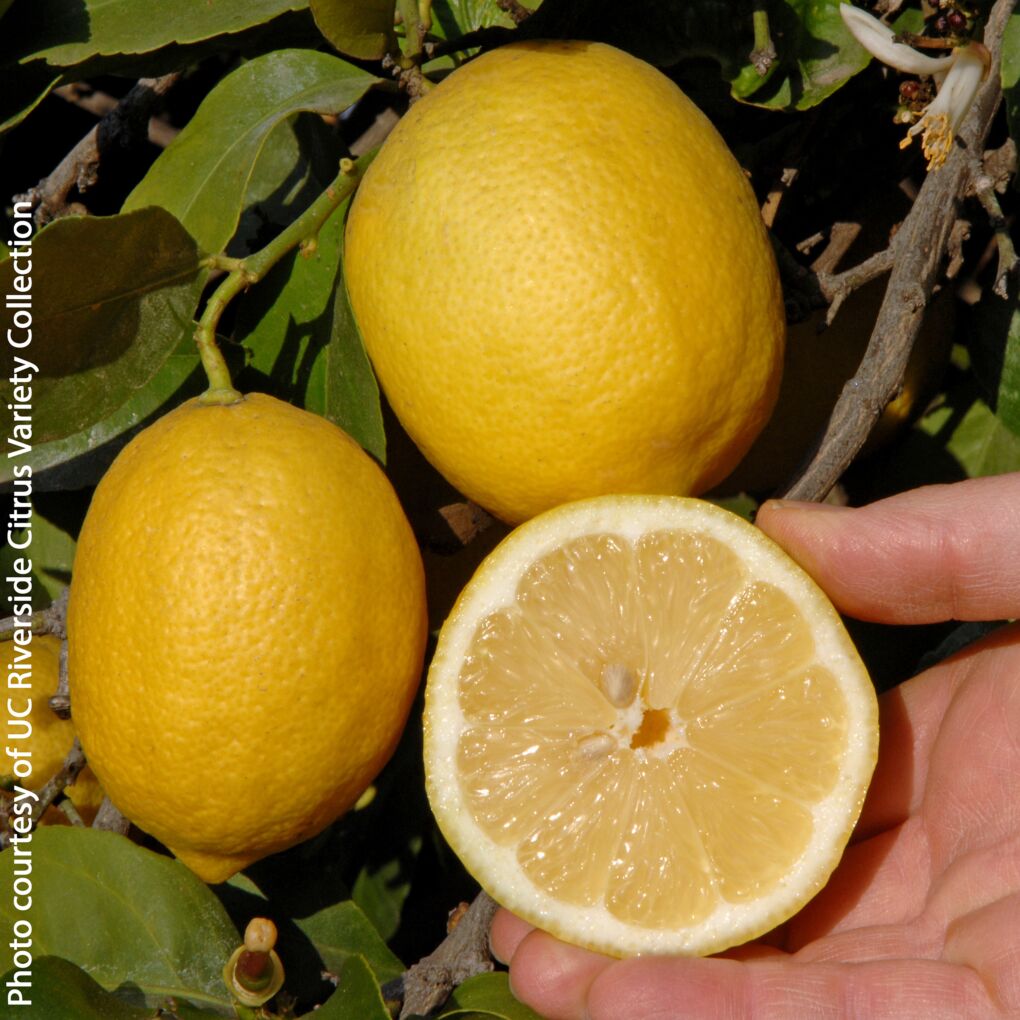 Lemon Trees and Plants for Sale