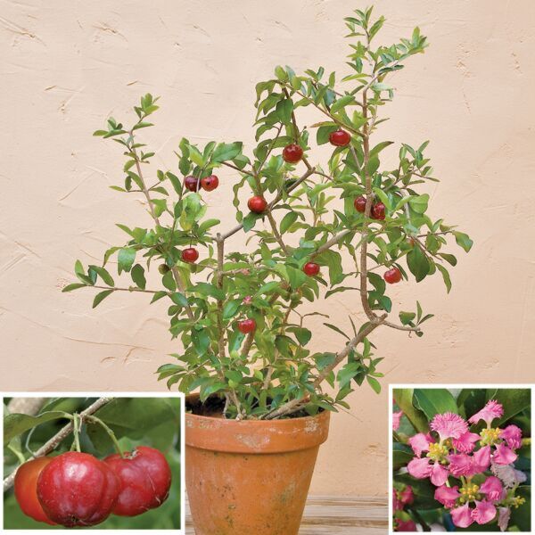Barbados Cherry Trees for Sale