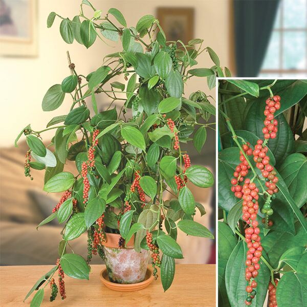 Black Pepper Plants for Sale