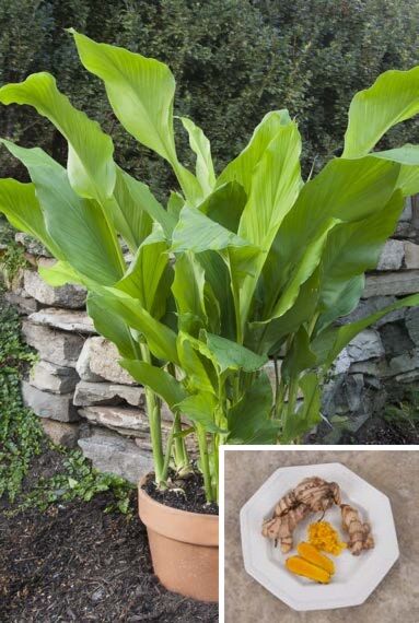 Turmeric Plants for Sale