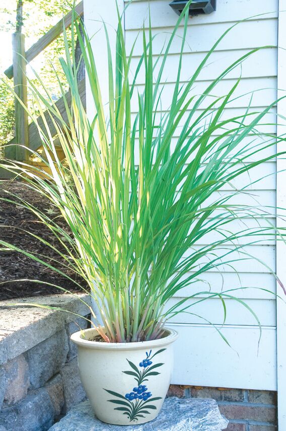 Lemongrass Plants for Sale