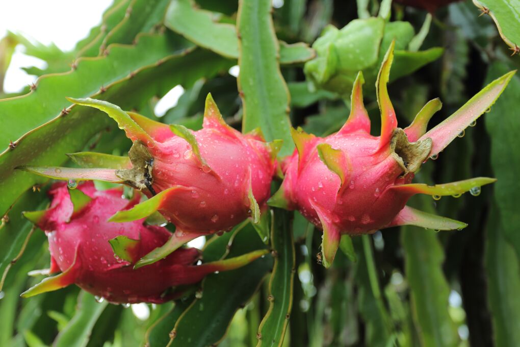 Dragon Fruit Plants for Sale