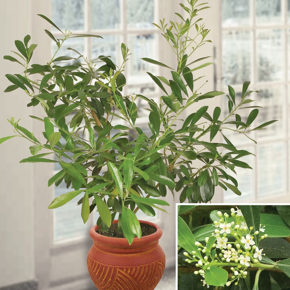 Odysseus Bezienswaardigheden bekijken Rommelig Yerba Mate (Ilex paraguariensis)