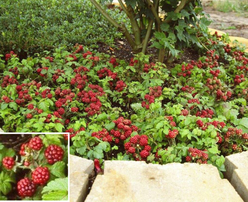 Arctic Raspberry Plants for Sale