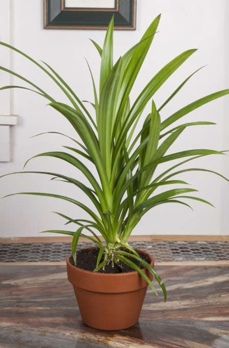 Pandan Grass Plants for Sale