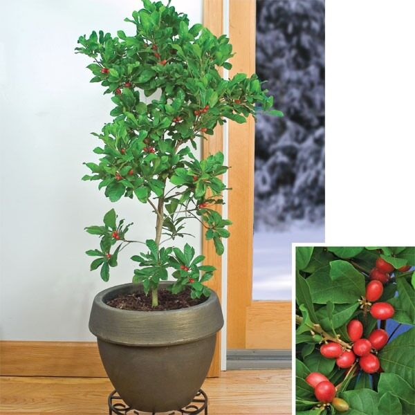 Miracle Berry Plants for Sale