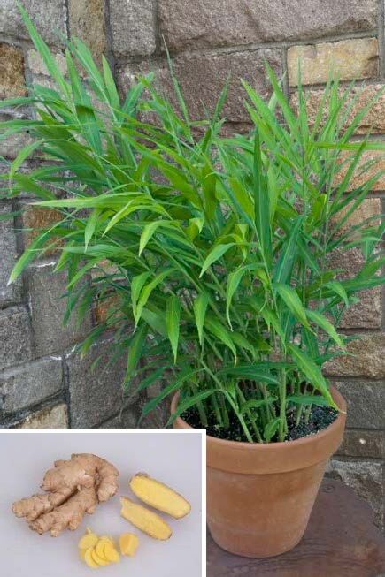 Edible Yellow Ginger Root Plants for Sale