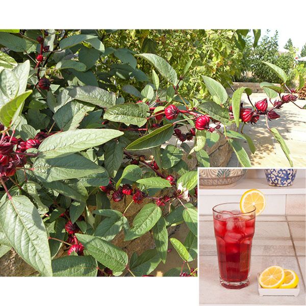 Roselle Jamaican Hibiscus Tea Plants for Sale