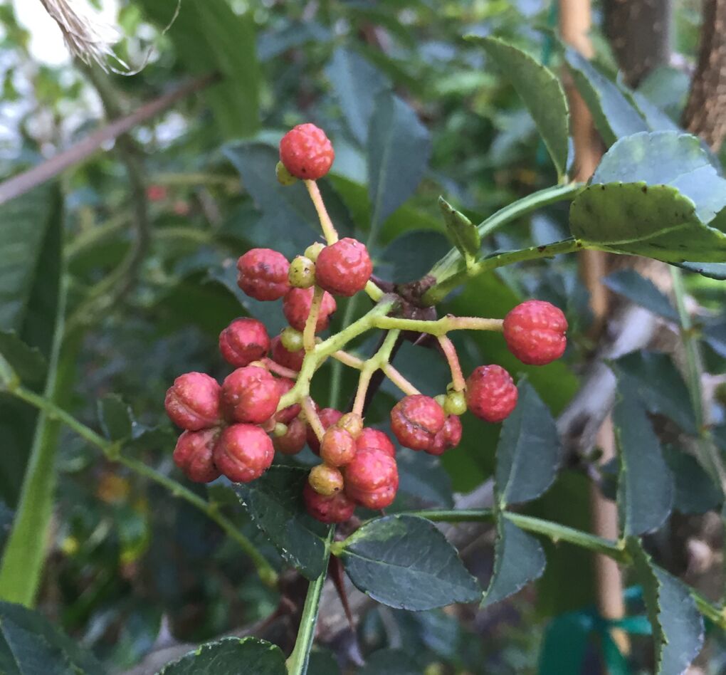 Szechuan Pepper Plants for Sale