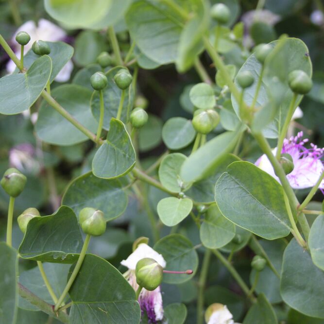 Spineless Caper Bush Plants for Sale