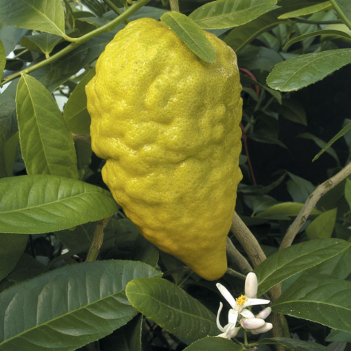 Citron Tree ‘Etrog’ (Citrus medica)