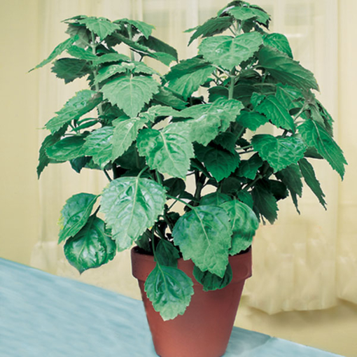 Java patchouli online