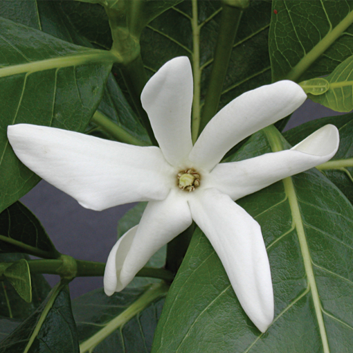 Gardenia taitensis deals