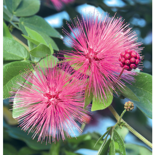 Pink Powder Puff (Calliandra emarginata)