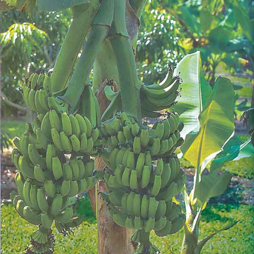 【お得】 Banana 'Double Mahoi' for Sale | Banana 'Double Mahoi' (Musa フルーツ・果実