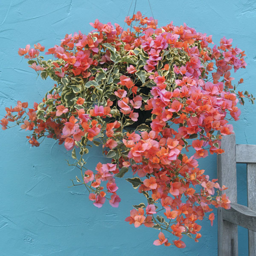 Bougainvillea 'Orange Ice' (Bougainvillea hybrid)