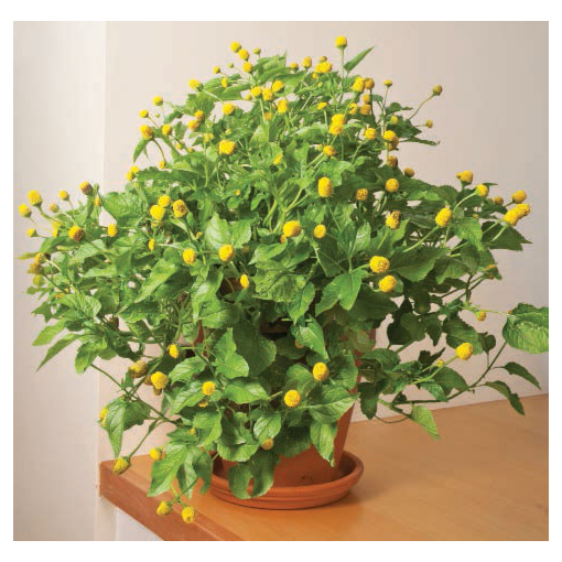 Toothache plant best sale
