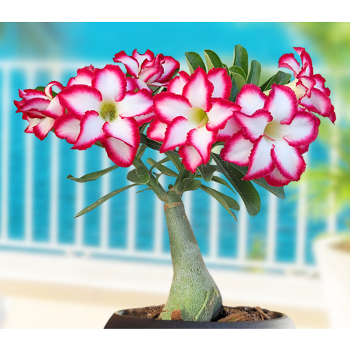 Desert Rose ‘Double Noble’ (Adenium hybrid)