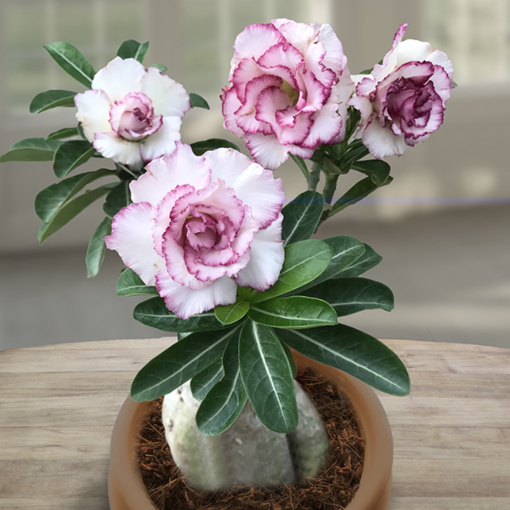 Desert Rose ‘Rose Crown’ (Adenium hybrid)