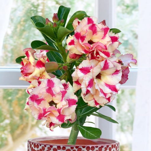 Desert Rose ‘Mrs Rose’ (Adenium hybrid)