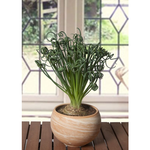 Frizzle shop sizzle plant