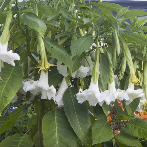Sun Surf　TARO LEAF ANGEL'S TRUMPET　M Sun Surf TARO LEAF ANGEL'S TRUMPET M - メルカリ