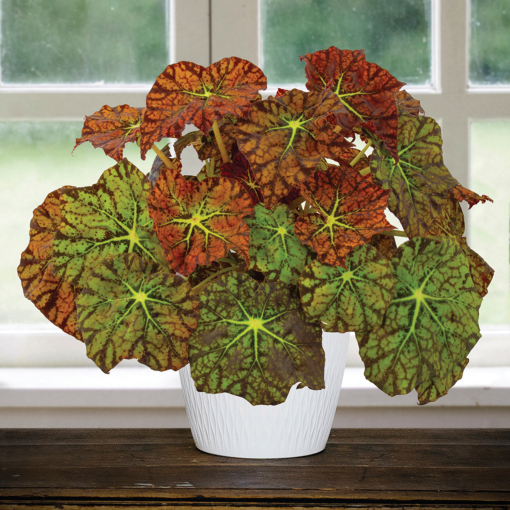 Begonia Amelia s Kaleidoscope Begonia rhizomatous hybrid