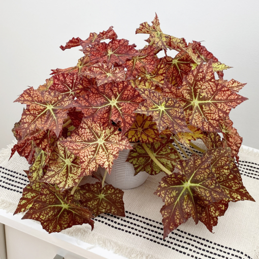 Begonia Autumn s Delight Begonia rhizomatous hybrid