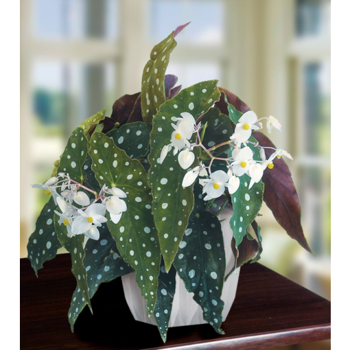 Begonia wightii best sale