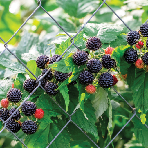Black raspberry top