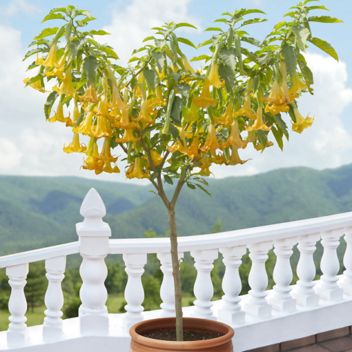 Sun Surf　TARO LEAF ANGEL'S TRUMPET　M brugmansia_-_angels_lemon_zest
