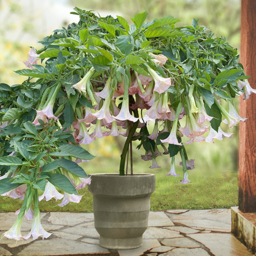 Angel s Trumpet Pink Pastel Brugmansia hybrid