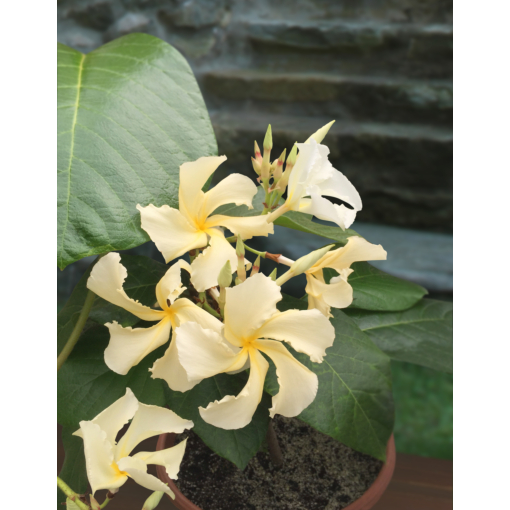 Climbing Frangipani Chonemorpha penangensis