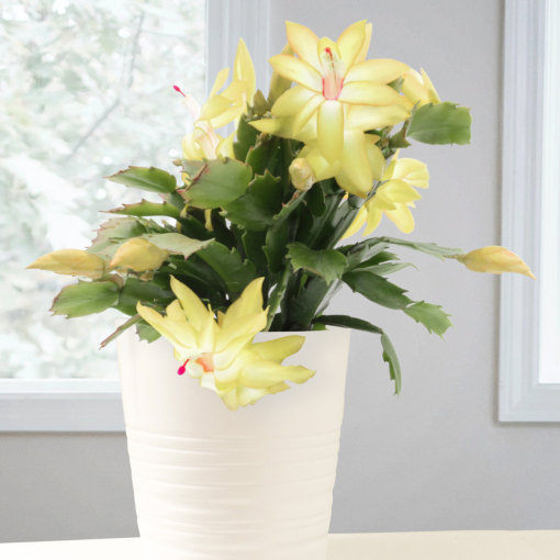 Yellow shop christmas cactus
