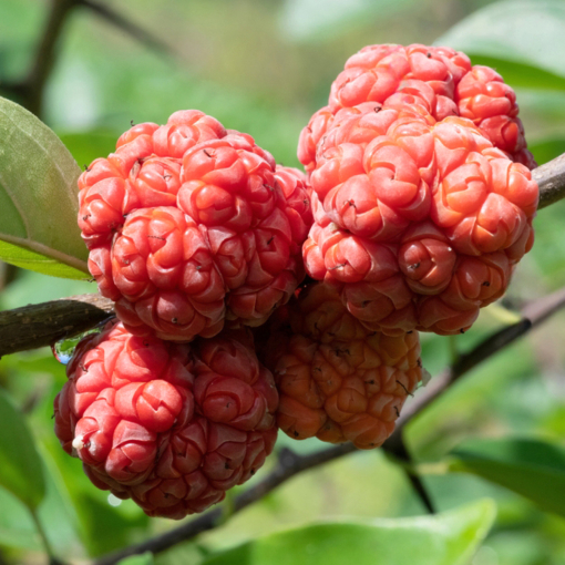 Berry tree shop