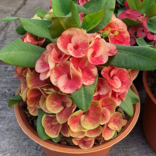 Crown of Thorns ‘Red Bouquet’ (Euphorbia milii hybrid)