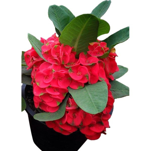 Crown of Thorns ‘Red Bouquet’ (Euphorbia milii hybrid)
