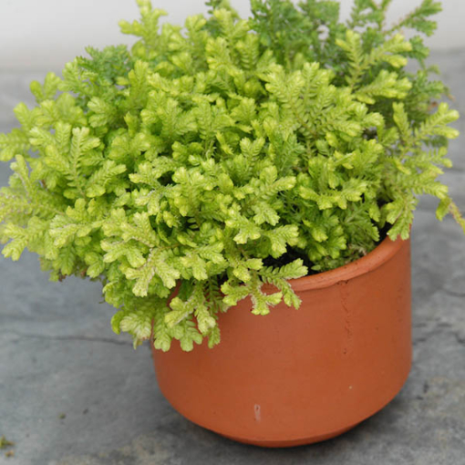 3 Terrariums Filled With Club Moss or Selaginella