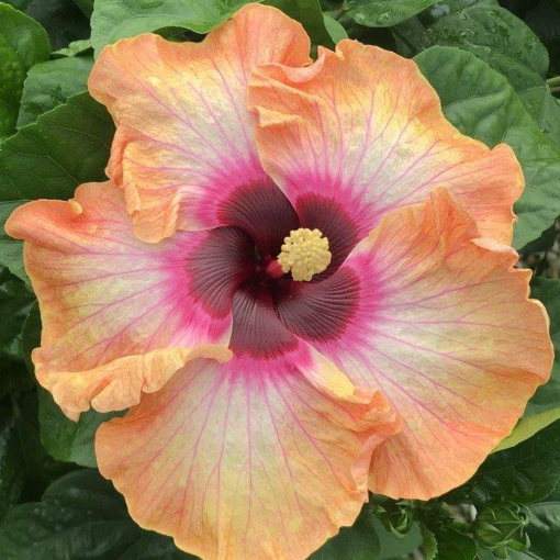 Hibiscus 'Fiesta del Sol' (Hibiscus rosa-sinensis hybrid)