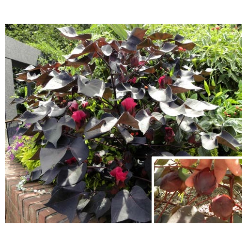 Find Black Cotton plants from online specialty nurseries