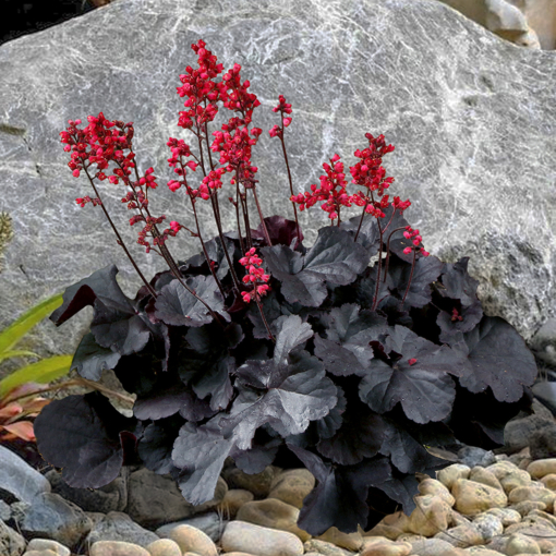 Heuchera Black Forest Cake PP Heuchera hybrid