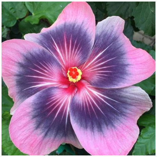 Hibiscus ‘Midnight Tryst’ (Hibiscus rosa-sinensis hybrid)