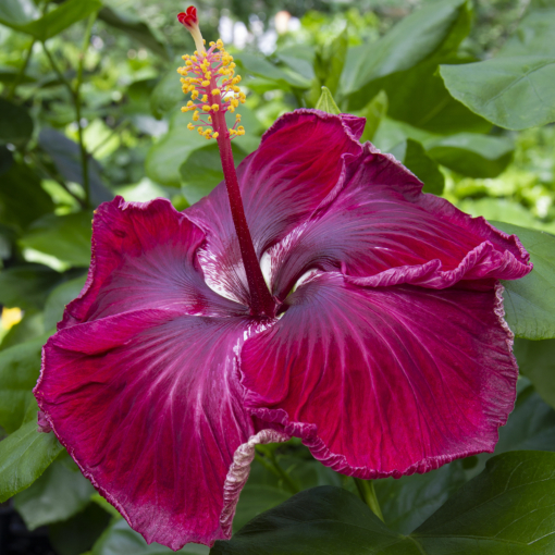 Hibiscus ‘Black Dragon’ (Hibiscus rosa-sinensis hybrid)