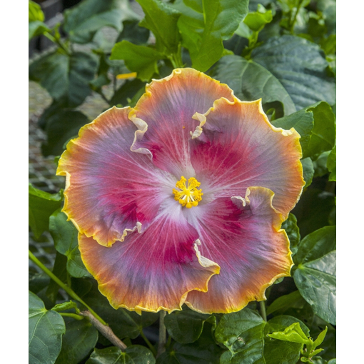 Hibiscus 'Night Runner' (Hibiscus rosa-sinensis hybrid)