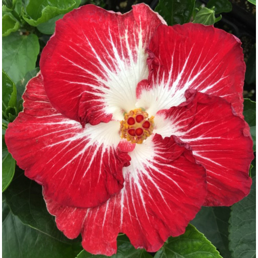 Hibiscus Tahitian ‘Christmas Angel’ (Hibiscus rosa-sinensis hybrid)