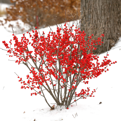 Winterberry Set Berry Poppins® PP (Ilex verticillata)